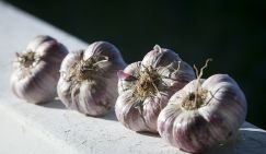 Врач развеял популярный миф о пользе чеснока для лечения и профилактики простуды
