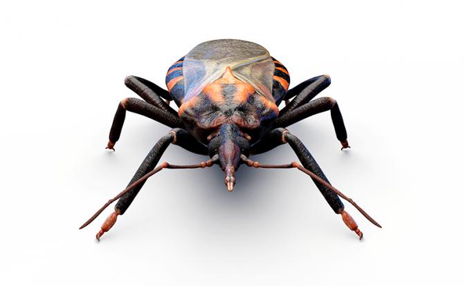 На фото: триатомовый клоп – подсемейство насекомых (Triatominae), известный как "поцелуйный клоп".