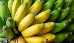 Экономист оценил планы выращивания бананов в России