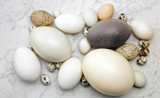 Ученые рассказали, чем полезны яйца