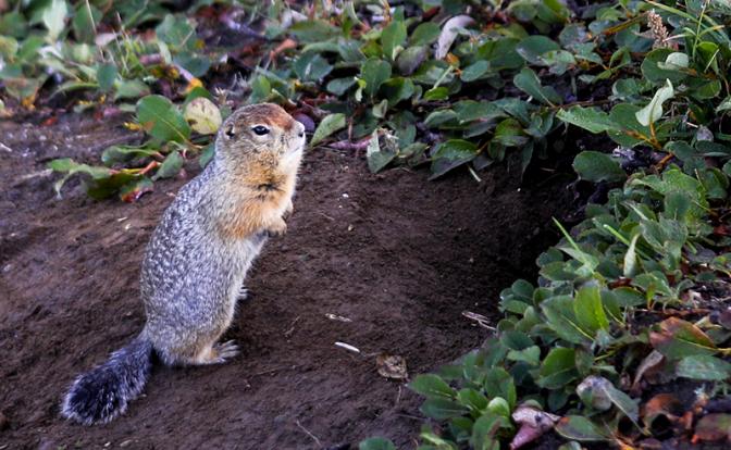 Бурятов призвали не есть сурков, чтобы не заболеть чумой