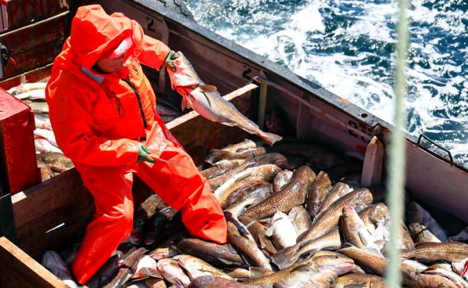 Норвегия «гонит волну» в Баренцевом море: Россия слишком много ест нашей трески