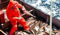 Норвегия «гонит волну» в Баренцевом море: Россия слишком много ест нашей трески