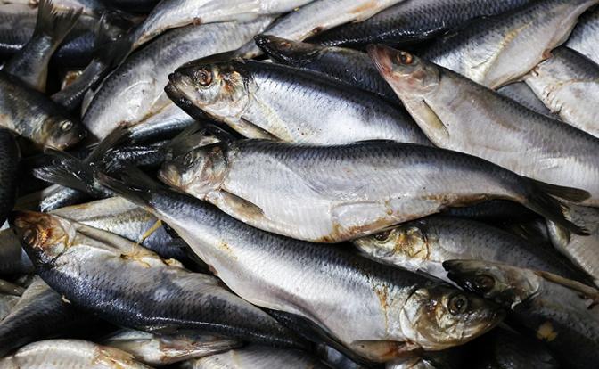 В России резко подорожала селедка