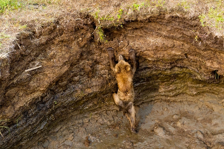 На фото: бурый медведь вылезает на берег возле реки Хайлюля на северо-востоке полуострова Камчатка.