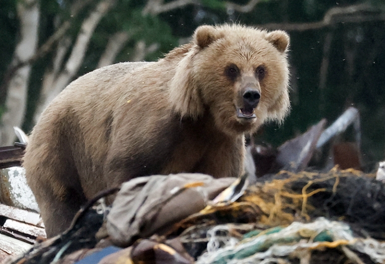 На фото: медведь в лесу около села Устьевое, Камчатка.