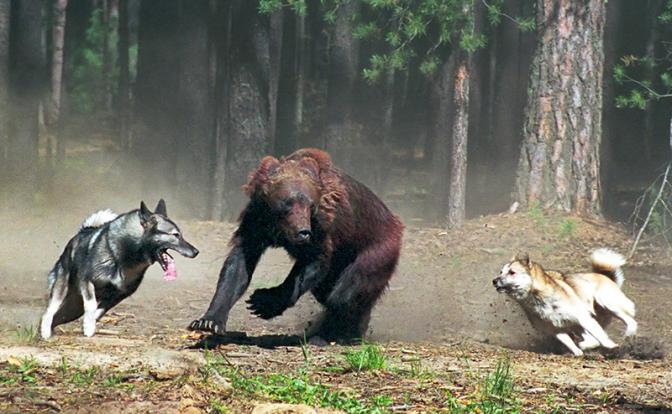 На фото: собаки отгоняют медведя от деревни, Томская область.