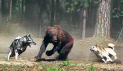 Танцы с бубном вокруг медведей: Как на Урале отпугивают опасных зверей