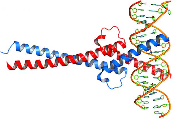 Иллюстрация: структура белка Myc (красный) в комплексе с Max (синий) и ДНК (PDB 1nkp). Оба белка связаны с большой бороздкой ДНК и образуют вилкоподобную структуру.