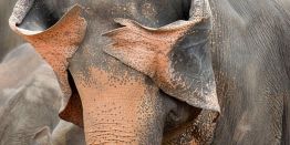 Слон стесняется, лемуры медитируют - конкурс фотографий Comedy Wildlife Awards 2025