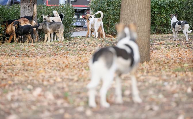 Загрызли до смерти: председателя организации "Мой пес" задержали в Красноярске после гибели ребенка
