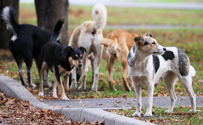 Михаил Делягин: «Собачий закон» открыл путь к «собачьему террору». А кто-то денежки считает
