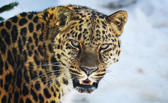 Леопард пришел на север впервые за 50 лет