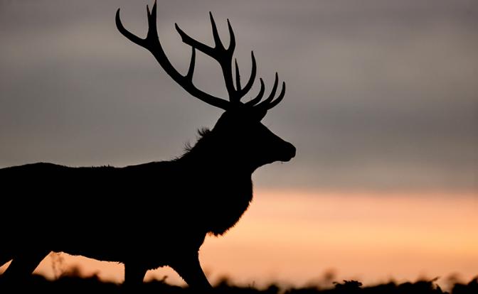 Олень убил женщину, которая о нем заботилась