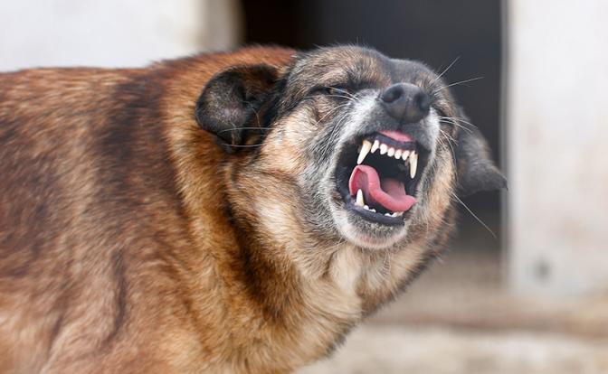 Скользкая статья: Крым терроризируют бродячие псы, но зоозащиту возбуждает совсем другое