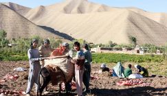Новая миграционная политика: Не нравились узбеки с таджиками — получите талибов