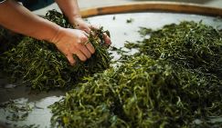 Нарколог объяснила, чем опасно «чайное опьянение»