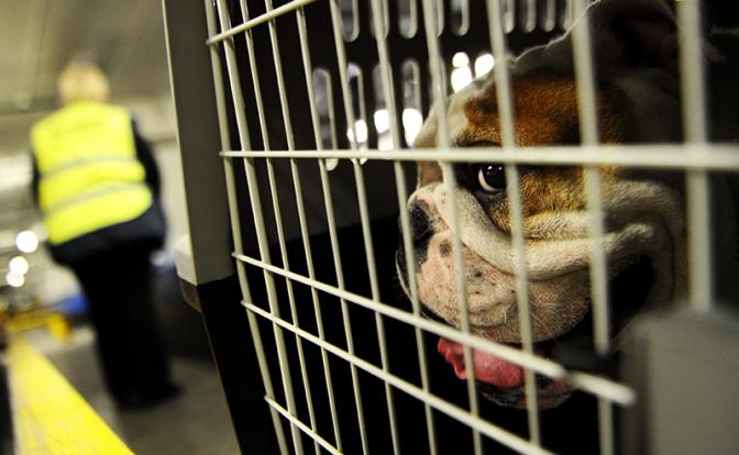 Эксперт рассказал, каких питомцев не получится перевезти на самолете