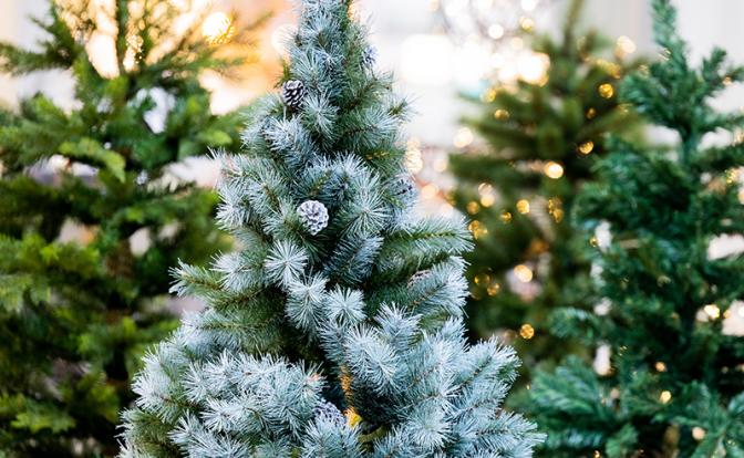 Россиян предупредили о мошеннической схеме с продажей елок «премиум качества»
