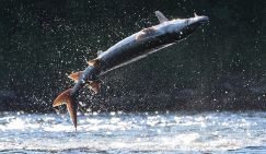 Сенсация: За годы СВО русский осетр вернулся в Азовское море