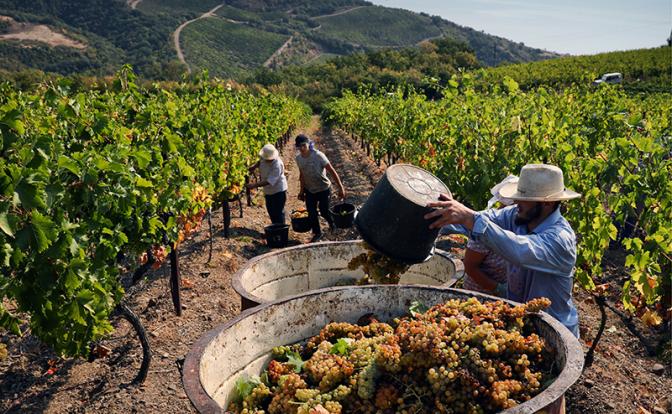 Градус махинаторства: Бутылка за 5 тысяч - о таких ли крымских винах мечтают россияне