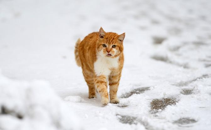 В Москве ожидается много снега