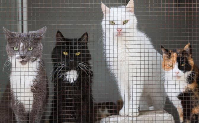 Госдума жестко ответила Матроскину: усы, лапы, хвост больше не документы