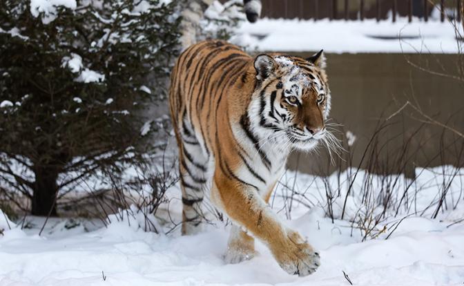 "Президентский статус": Амурские тигры подведут жителей Приморья под «политическую» статью