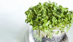 Нутрициолог рассказала о самом полезном продукте на планете