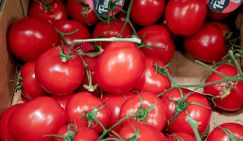 Врач назвал популярный овощ, защищающий от рака, старения и болезней сердца