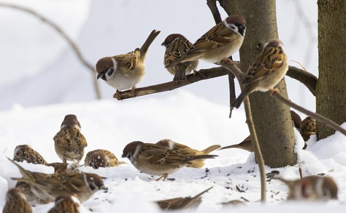 Заманивать будут салом: В России начинается перепись самых многочисленных и шустрых пернатых
