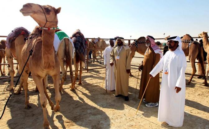 Саудовская Аравия ввела официальные паспорта для верблюдов