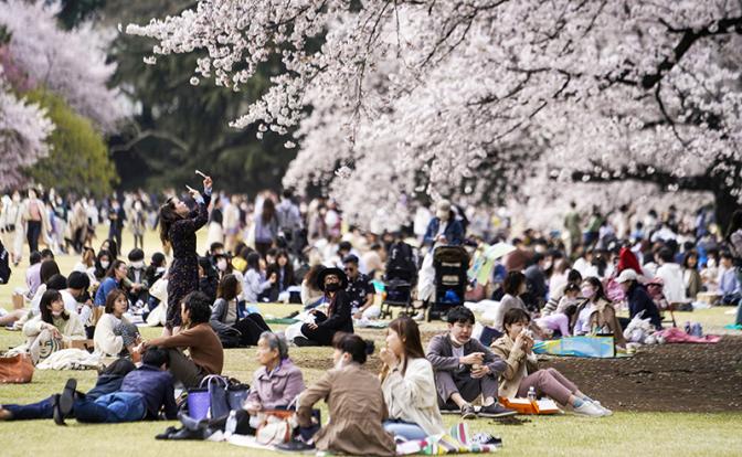 Весна в Японии: праздник кукол, день тунца и вишенка на торте
