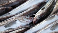 Россиянам объяснили, какая рыба может спасти от анемии