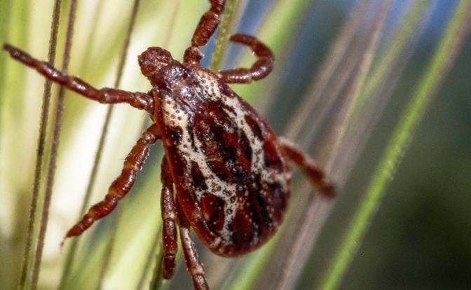 Весенняя угроза: Клещ устраивает засады и в лесу, и в городе. Но риски можно снизить