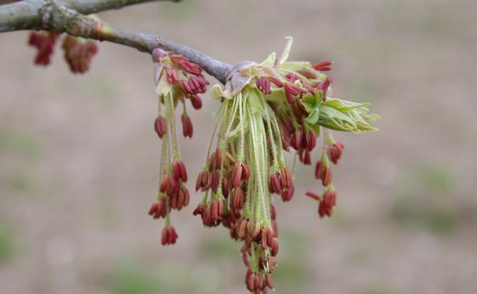"Листья кленовые падают с ясеня": Законодатели ополчились против "зеленого друга" - сорняк, говорят