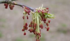 "Листья кленовые падают с ясеня": Законодатели ополчились против "зеленого друга" - сорняк, говорят