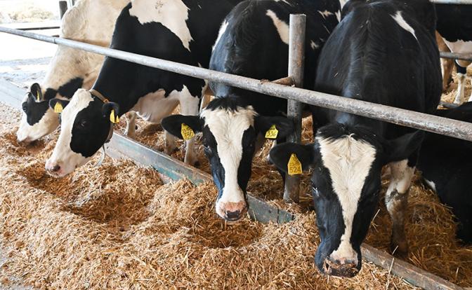 «Пусть нас убивают, сжигают вместе с коровами»: Ящура нет, но скот в Сибири уничтожают