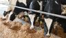 «Пусть нас убивают, сжигают вместе с коровами»: Ящура нет, но скот в Сибири уничтожают