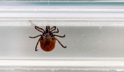 Всем приготовиться: Названы российские регионы, где клещи проявят наивысшую активность