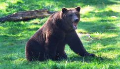 Туристку на Камчатке едва не съел медведь - под суд пойдет предприниматель из Тюмени