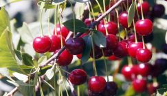 Названа ягода против бессонницы