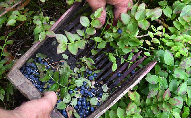 Ученые нашли удивительно полезную для сердца ягоду