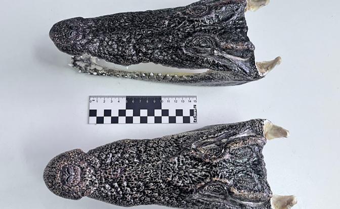 Трофеи из Таиланда: чемодан с крокодильими головами перехватили в Новосибирске