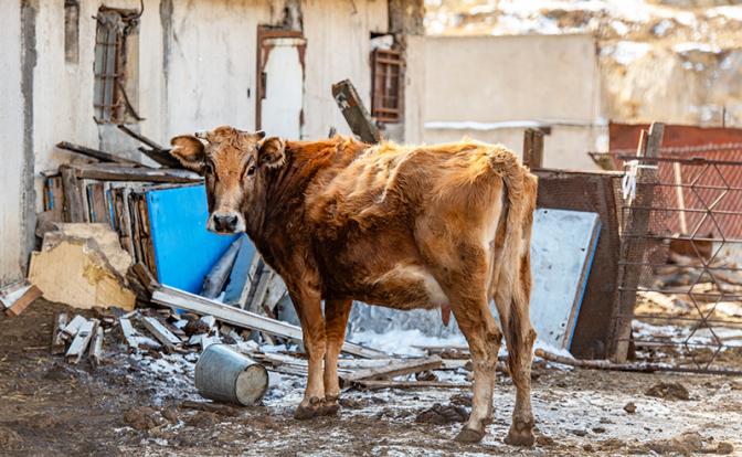 Забой продолжается: «В Козихе остались две семьи, которые коров не отдают. В Гнедухино отбивается многодетная мама»