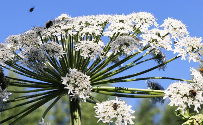 В России изминались наказания за борщевик на даче