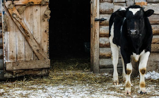 Почем нынче бешенство: причинами массового забоя скота в Сибири должны заняться компетентные органы