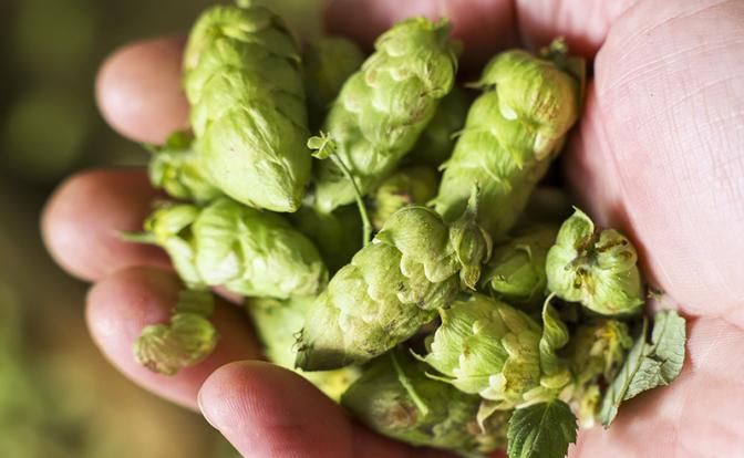 Найдено природное средство для снижения плохого холестерина