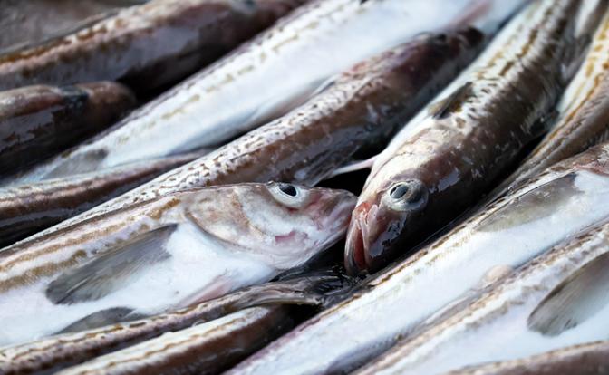 Эксперт назвал жадность главной причиной роста цен на рыбу