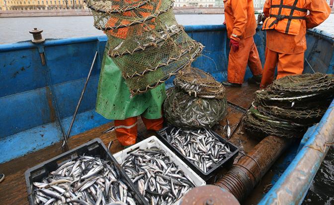 Рыбный день переносится: Петербург обожает корюшку, но браконьеры любят ее еще больше, 1300 за кило идет